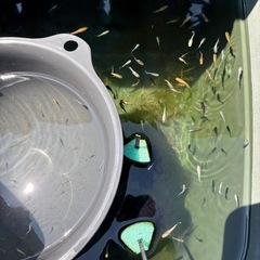 めだかミックス40匹＋α⑫の画像