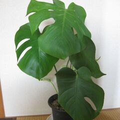 7号鉢♡モンステラ・デリシオーサ♪観葉植物の画像