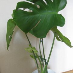 7号鉢♡モンステラ・デリシオーサ♪観葉植物の画像