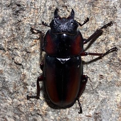 ミラビリスノコギリクワガタ　成虫ペアの画像