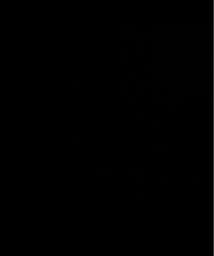 探しています！クリスマスツリー