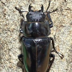 ギラファノコギリクワガタ　(原名) 成虫ペアの画像