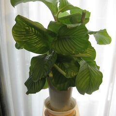 観葉植物♪カラテア　オルビフォリア♡6号鉢の画像