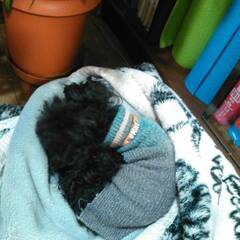 【11/19】わんにゃんお話会の画像