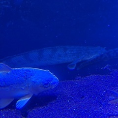 ナイジェリアSPの画像