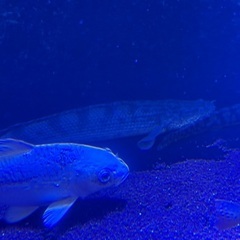 ナイジェリアSPの画像