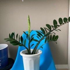 ザミオクルカスの画像