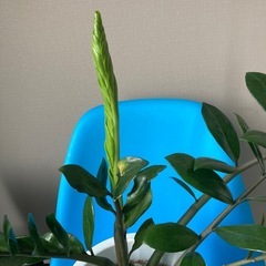 ザミオクルカスの画像