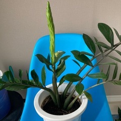 ザミオクルカスの画像