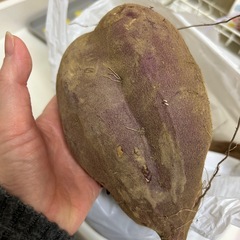 11/20まで。さつまいもの画像