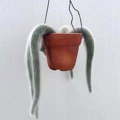 観葉植物 サボテン　ヒルデウィンテラ カラデモノニスの画像