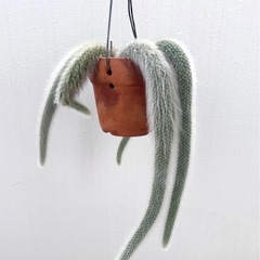 観葉植物 サボテン　ヒルデウィンテラ カラデモノニスの画像