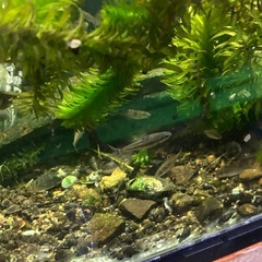 水草、アナカリス、50本、1500円 の画像