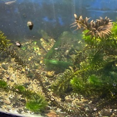 水草、アナカリス、50本、1500円 の画像