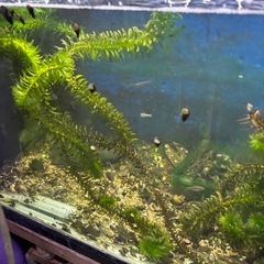 水草、アナカリス、50本、1500円 の画像