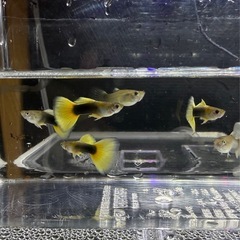 TAXiグッピー2ペアの画像