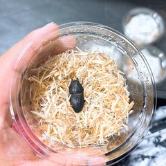 【大サイズ新成虫】プラティオドンネブト ペアの画像