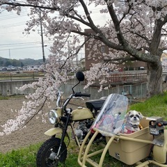 中華モンキー　サイドカー　５０cc原付き側車付き　手渡しのみの画像