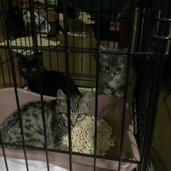 生後3ヶ月の子猫3匹　黒メス　キジトラオス　グレー　オス