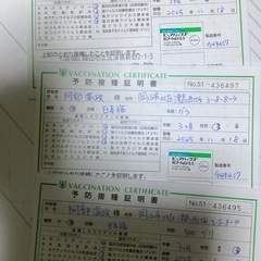 生後3ヶ月の子猫3匹　黒メス　キジトラオス　グレー　オス