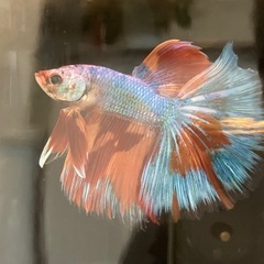 熱帯魚ベタの画像