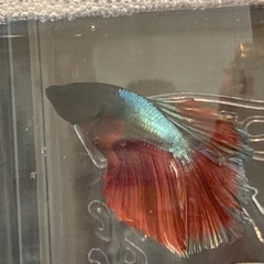 熱帯魚ベタの画像