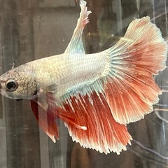 熱帯魚ベタの画像