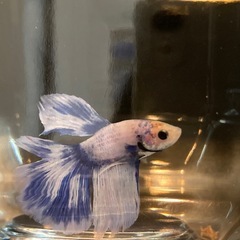 熱帯魚ベタの画像