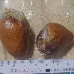 希少　元気な2個!　発芽寸前の元気なMonthongドリアンの最高品種の巨大種 2025年11月17日午後に収穫したものの画像