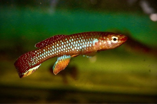 卵生メダカDiapteron iae PEG93/14