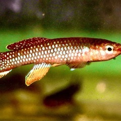 卵生メダカDiapteron georgiae PEG93/14 の画像