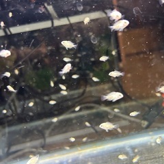 プラチナパロットファイヤーベイビーの画像