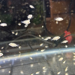 プラチナパロットファイヤーベイビーの画像