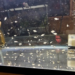 プラチナパロットファイヤーベイビーの画像