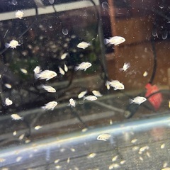 プラチナパロットファイヤーベイビーの画像