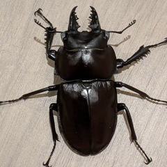 西表島東部　後良川産　ヤエヤママルバネクワガタ　トリオ　♂♂♀の画像