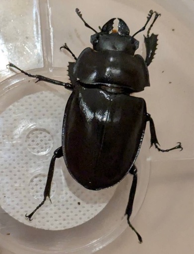 西表島東部　後良川産　ヤエヤママルバネクワガタ　トリオ　♂♂♀ 西表島東部後良川産ヤエヤママルバネクワガタトリオ♂♂♀ (なさ) 中央