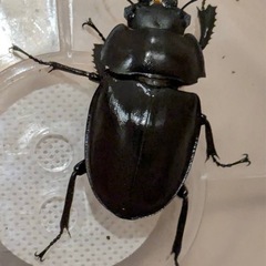 西表島東部　後良川産　ヤエヤママルバネクワガタ　トリオ　♂♂♀の画像