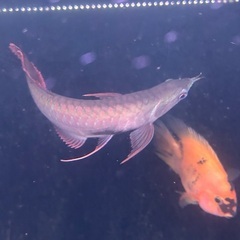 シルバーアロワナの画像