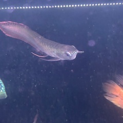 シルバーアロワナの画像