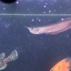 シルバーアロワナの画像