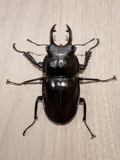 ヤエヤママルバネ 野外品 約60ミリ 西表島産 ヤエヤママルバネ 野外品 約60ミリ 西表島産