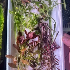 水草セット　前景草　中景草　後景草