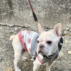 フレンチブルドッグ メス