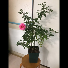 余剰のバラ苗をお譲り致します。現地引き取りのみ。茨城県取手市。の画像