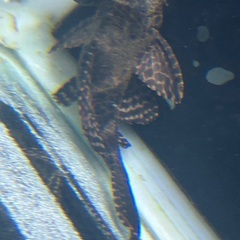 プレコ×2の画像