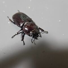 ダイトウヒラタクワガタ ♂41mm ♀30mm の画像