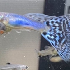 グッピー　ラズリーブルーグラスの画像