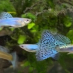 グッピー　ラズリーブルーグラスの画像