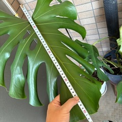 【引き取り】モンステラデリシオーサ セラアート鉢付の画像